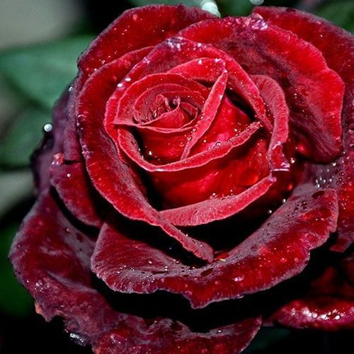 ����  ���� �����-��������� ������, ������ �� 423 ���