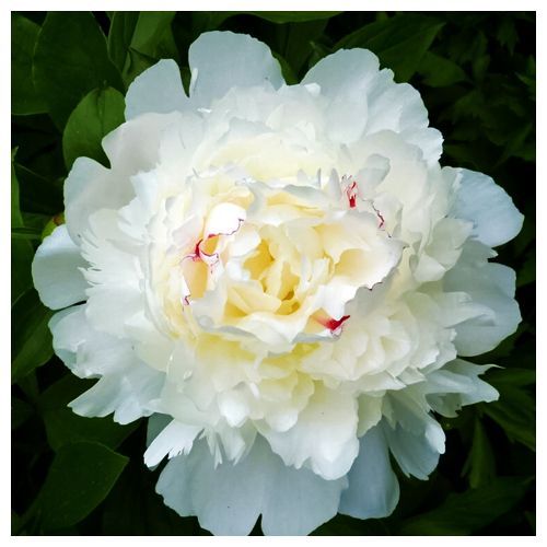 ����  ���� ������� �������, ������ �� 1740 ���