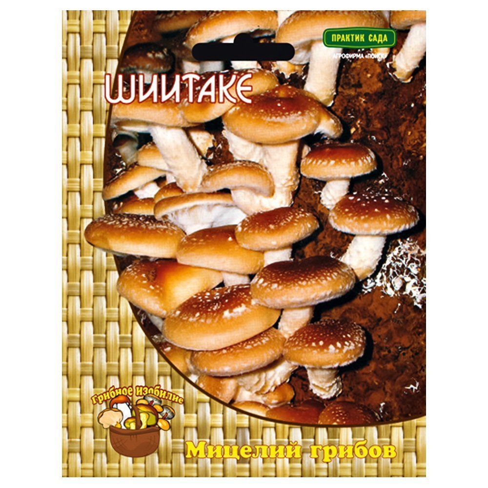 ����  ������� �����, ������ �� 175 ���