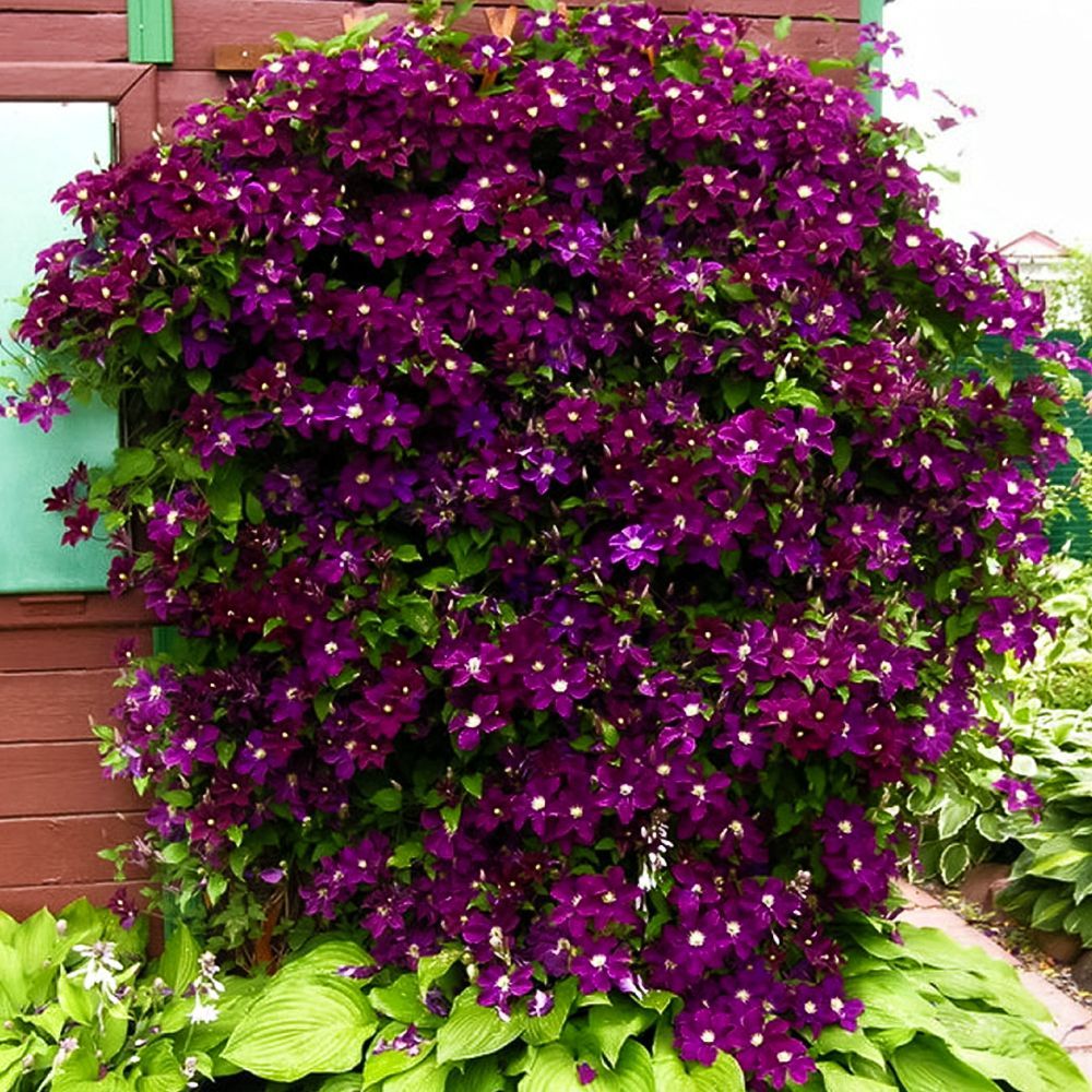 ����  �������� ������������� ��������� ����, ������ �� 2055 ���