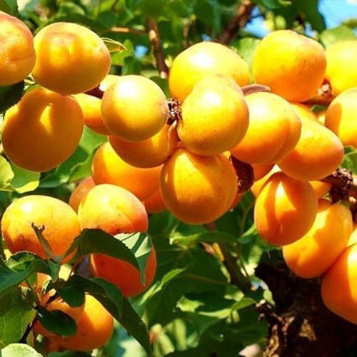 ����  ������� ������ ��������, ������ �� 483 ���