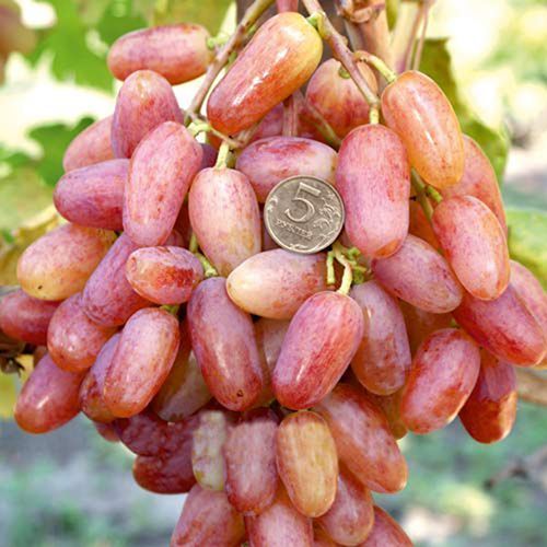 ����  �������� ������������, ������ �� 375 ���