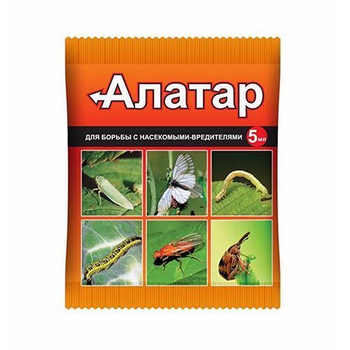 ����  ������, �� ��������� ���������� 5 ��, ������ �� 28 ���