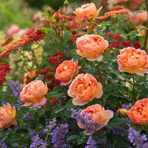 ����  ���� ���������� ���� �� �����, ������ �� 423 ���