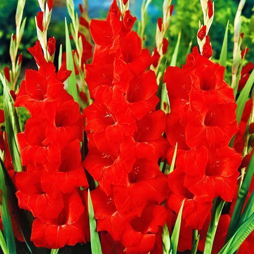 ����  ��������� ��������������� �����, ������ �� 445 ���