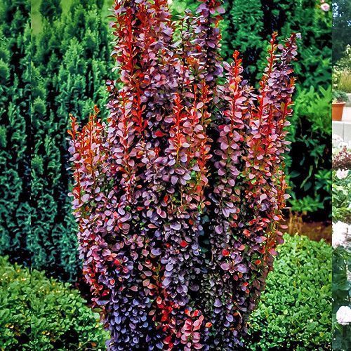 ����  �������� �������� ������� ������, ������ �� 780 ���