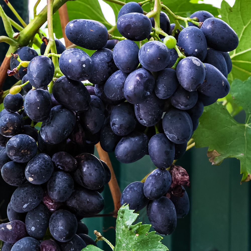 ����  �������� ���������������� ������, ������ �� 375 ���