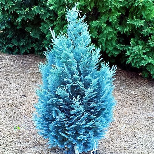 ����  ����������� ������� ������ ���, ������ �� 780 ���