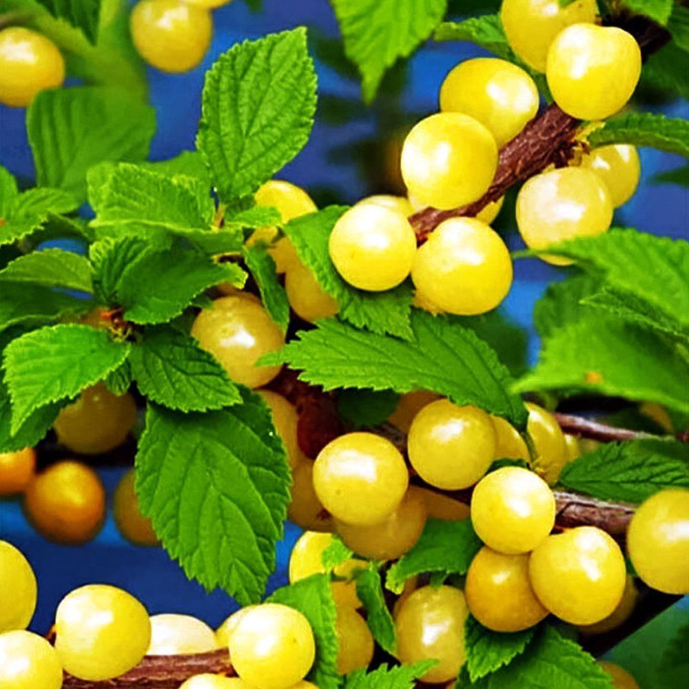 ����  ����� ��������� �����, ������ �� 444 ���