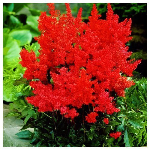 ����  �������� �������� ����������, ������ �� 595 ���