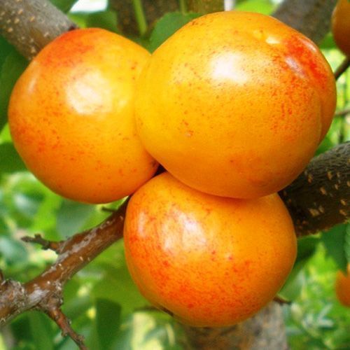 ����  ������ (����������� ��������), ������ �� 483 ���