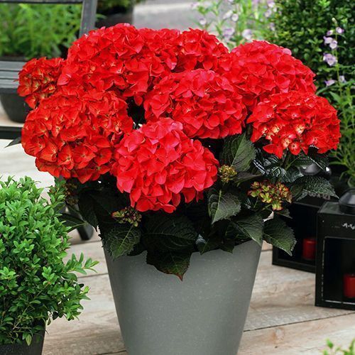 ����  ��������� ������������� ��� �����, ������ �� 940 ���