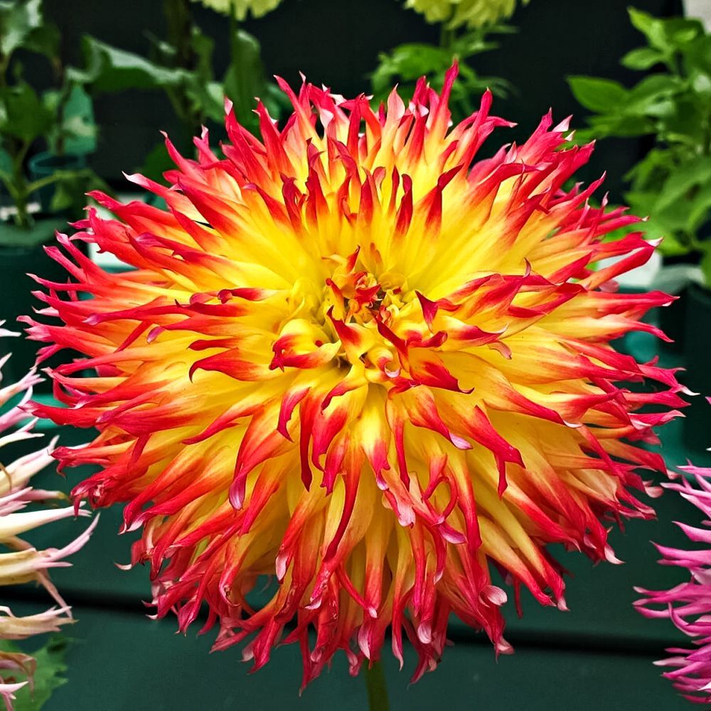 ����  �������� ����������� ��������� ���, ������ �� 1010 ���