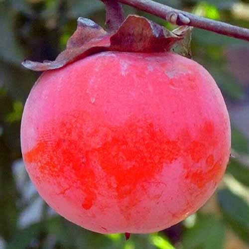 ����  ����� ��������� ��������, ������ �� 603 ���