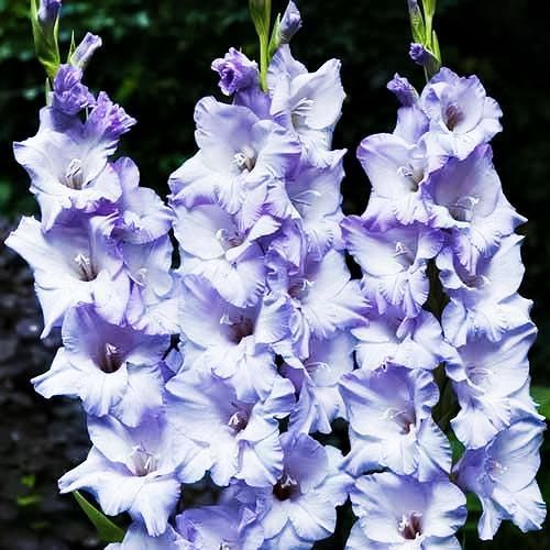 ����  ��������� ������������� ���� ���, ������ �� 525 ���