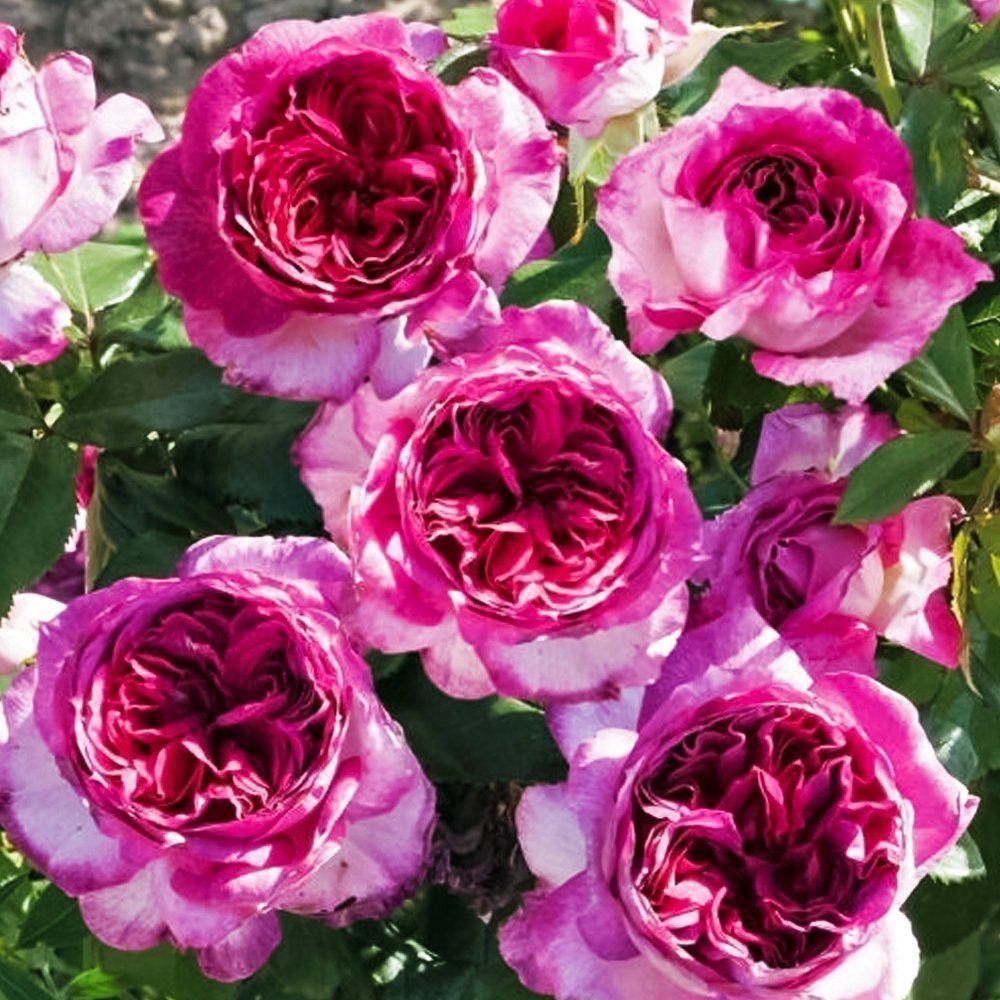 ����  ���� ���������� ������� ������ �����, ������ �� 423 ���