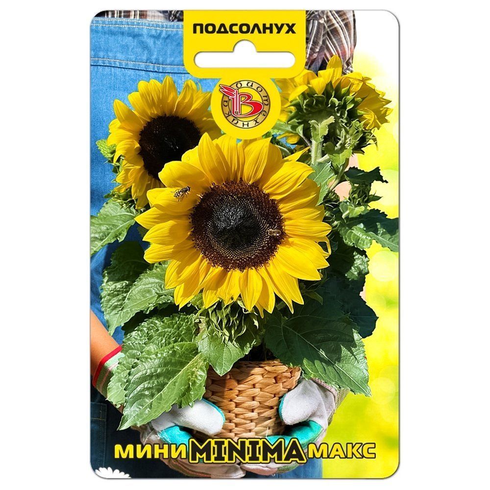 ����  ��������� ���������� ����-���� Minima F1 ����������, ������ �� 168 ���