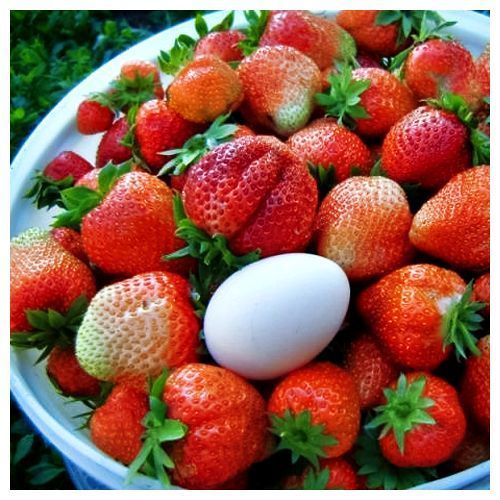 ����  ��������� ������������ (�������������) ����� ����, ������ �� 650 ���