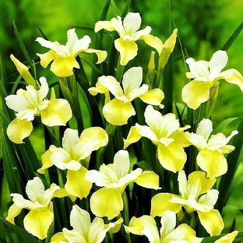 ����  ���� ��������� ��� ����, ������ �� 640 ���