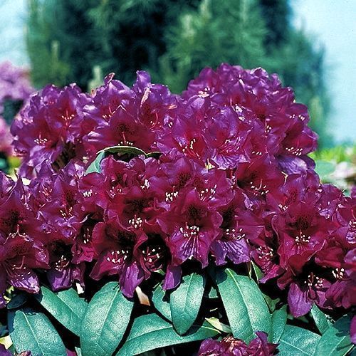 ����  ����������� ��������� �������� ����, ������ �� 1405 ���