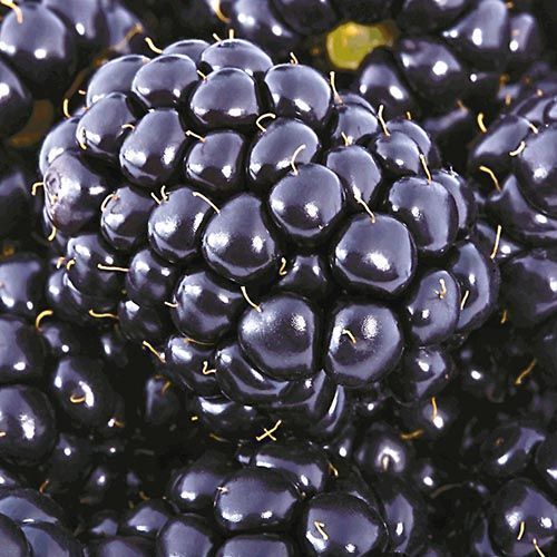 ����  ������� ��� ���� XXL, ������ �� 474 ���