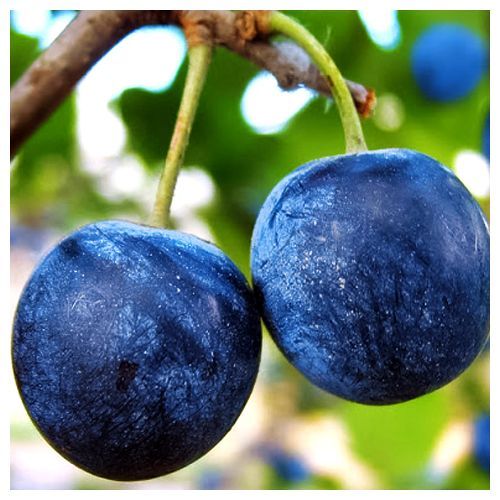 ����  ����� ���� �����, ������ �� 483 ���