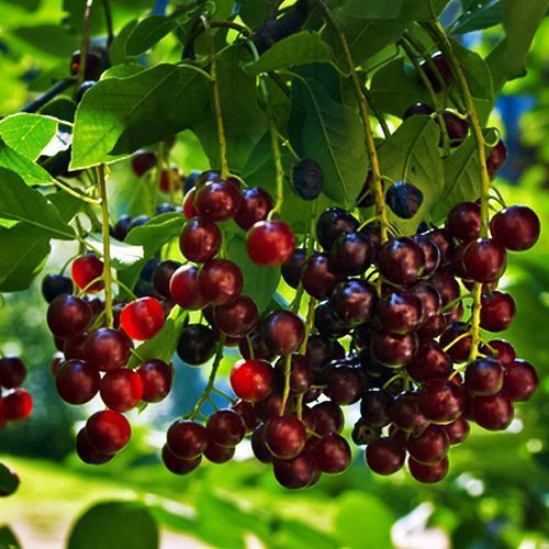 ����  ��������� (������ ��������, �����) ���-�����, ������ �� 483 ���