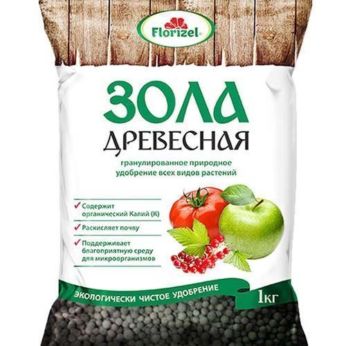 ����  Florizel ���� ���������, ��������� � ������ �������� 1 ��, ������ �� 168 ���