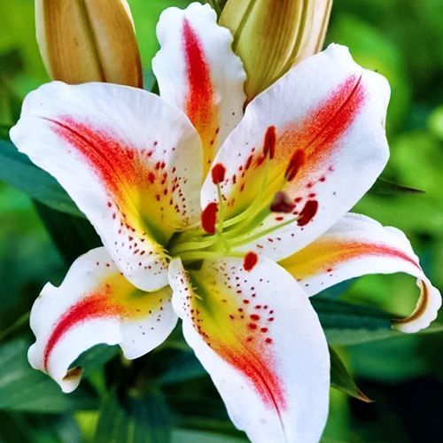 ����  ����� ��������� �����, ������ �� 955 ���