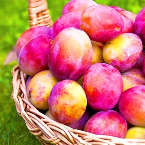 ����  ����� ��������, ������ �� 483 ���