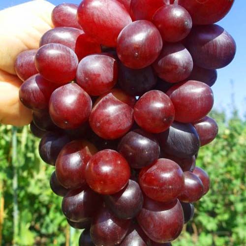 ����  �������� ������ ������, ������ �� 125 ���