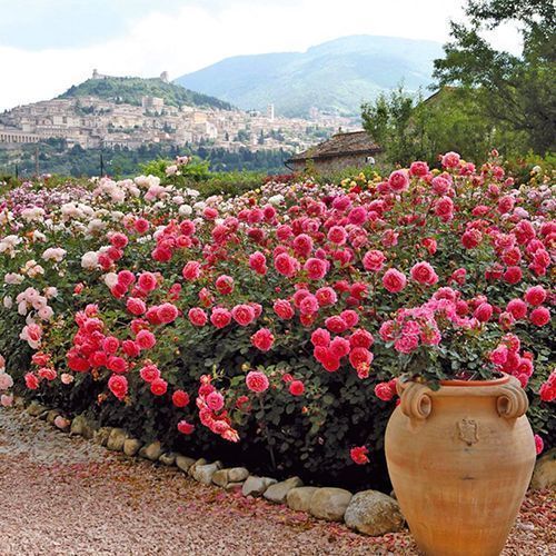 ����  ���� ���������� ������� �����������, ������ �� 423 ���