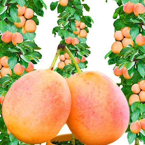 ����  ����� ������������ �������, ������ �� 516 ���