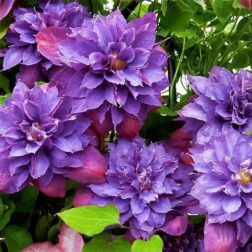 ����  �������� ������ ������, ������ �� 2055 ���