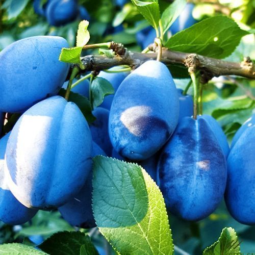 ����  ����� �������� �������, ������ �� 483 ���