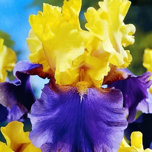 ����  ���� ���������� ���� �������, ������ �� 1030 ���