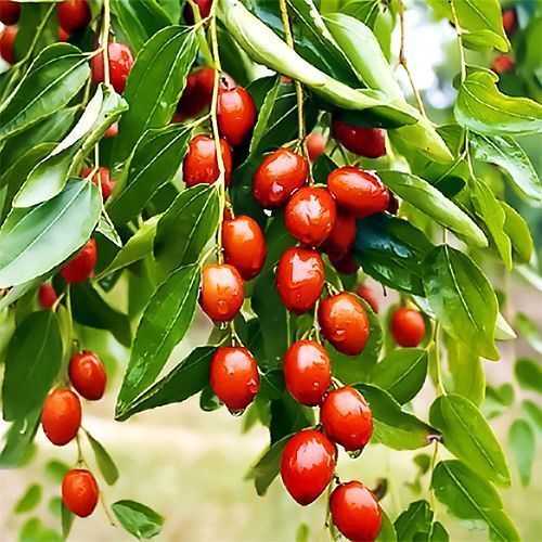 ����  ������� ���������, ������ �� 474 ���