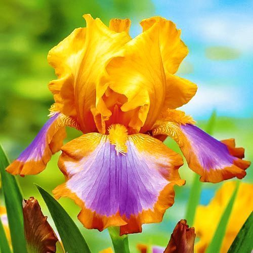 ����  ���� ���������� ����� �����, ������ �� 990 ���