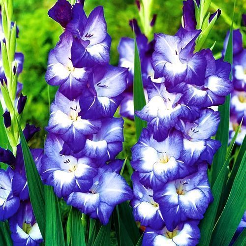 ����  ��������� ��������������� ����, ������ �� 525 ���