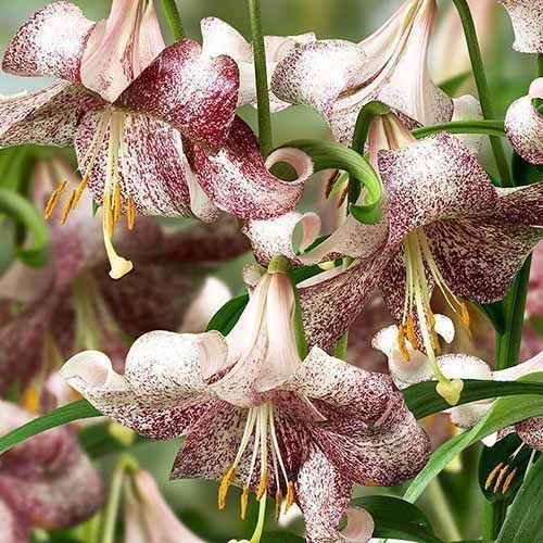 ����  ����� ��-������ ������, ������ �� 765 ���