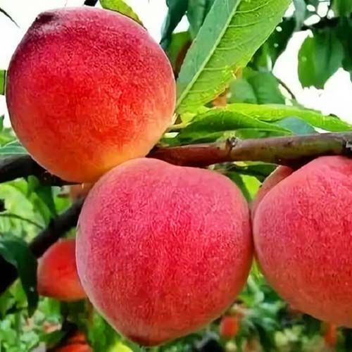 ����  ������ ��������� ������� ����� PF-5B, ������ �� 483 ���