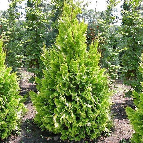 ����  ����������� ������� ������, ������ �� 780 ���