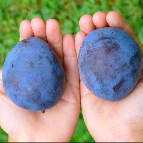 ����  ����� ��� ������, ������ �� 483 ���