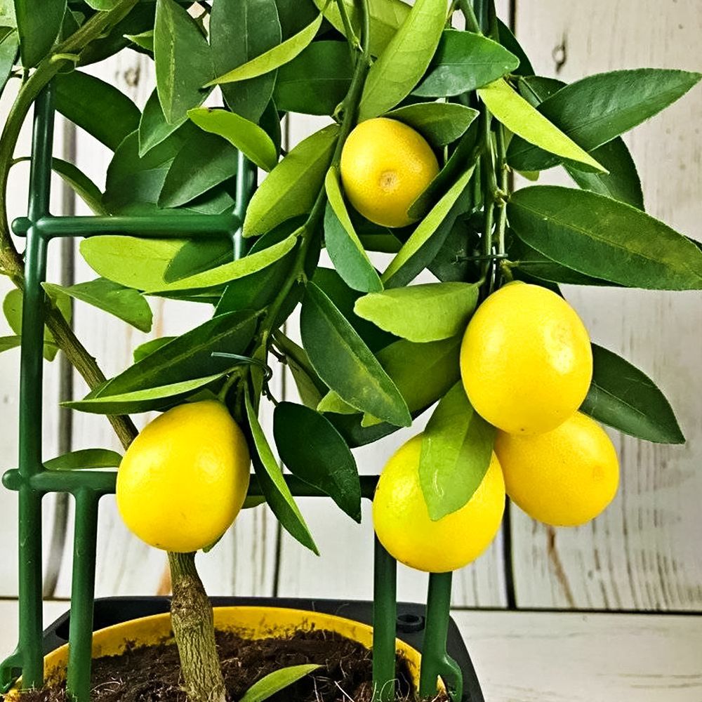 ����  ������ ��������� ��� ���������� ����� ������, ������ �� 2160 ���