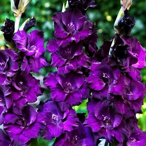 ����  ��������� ��������������� ���� �������, ������ �� 525 ���