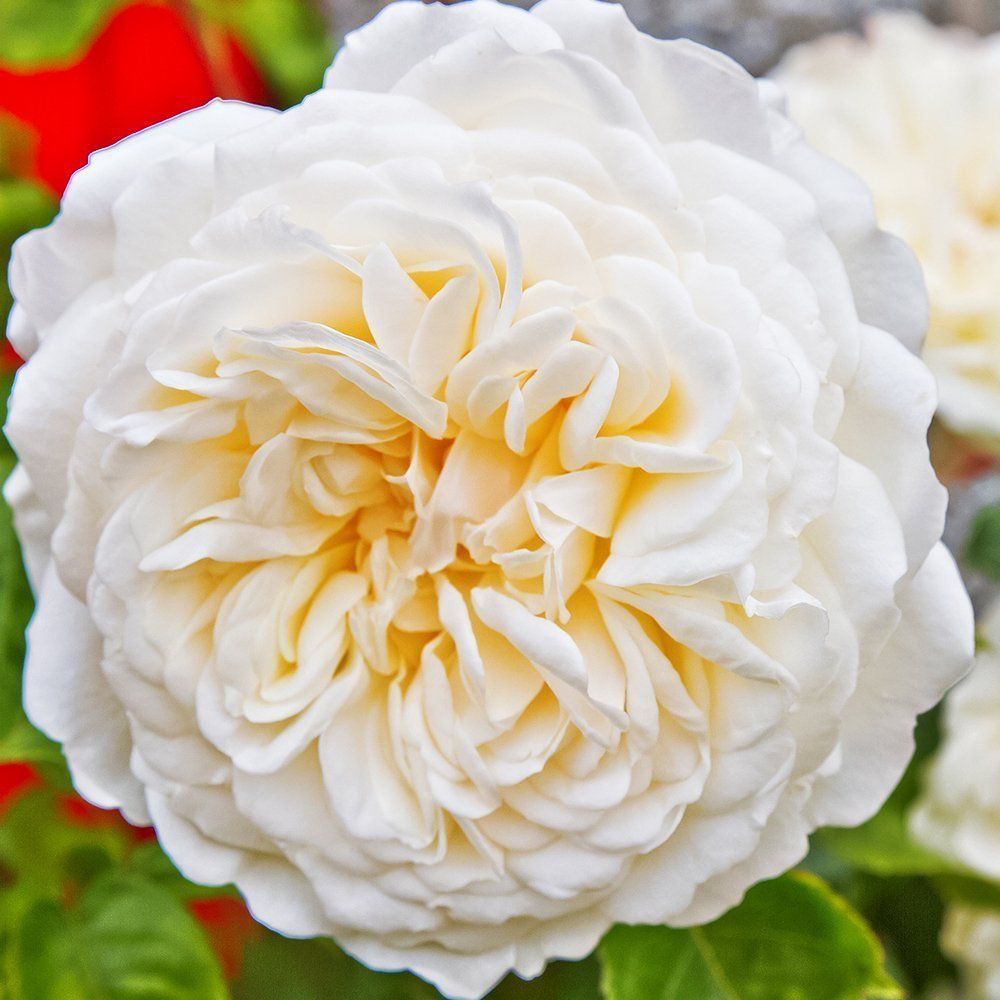 ����  ���� ���������� �����������, ������ �� 423 ���