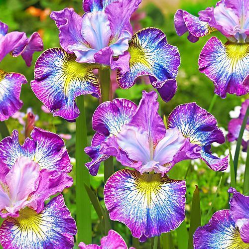 ����  ���� ��������� ��� �������, ������ �� 640 ���