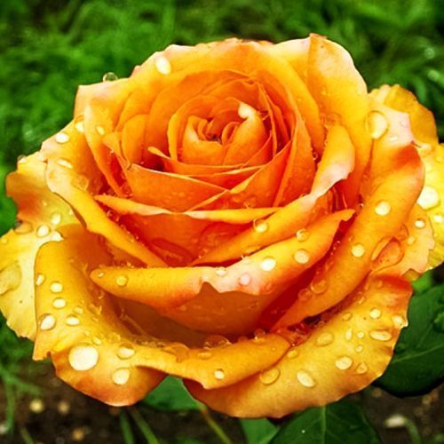 ����  ���� �����-��������� ��������, ������ �� 423 ���