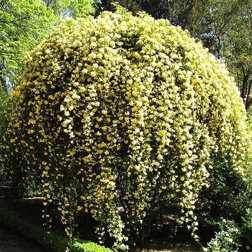 ����  ���� ��������� ���� ����� �����, ������ �� 423 ���