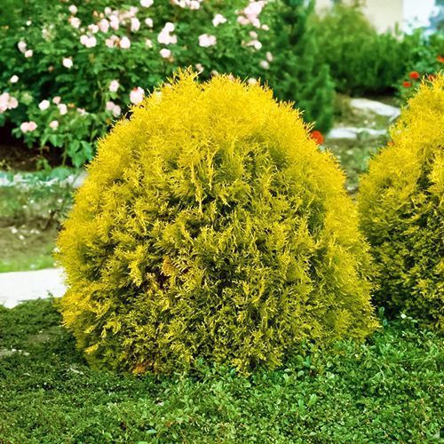 ����  ��� �������� ��������, ������ �� 910 ���